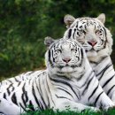 우리집 강아지 이미지