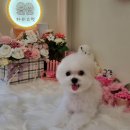 하리스펫 이미지