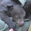 지리산밧데리 이미지