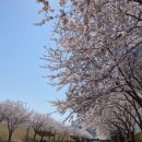 동삼초등학교 | 부산 벚꽃 명소 추천 2022 벚꽃 만개 개화시기 영도 동삼해수천길 솔직후기