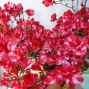 아젤리아 이미지