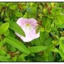 청솔1차A 이미지