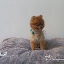 아모르디 이미지