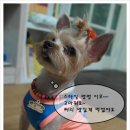 멍멍 스타일 이미지