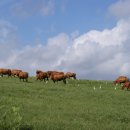 전남축산 이미지