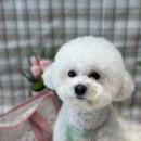 댕스피크닉 이미지