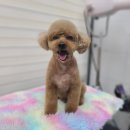 강아지미용실 이미지