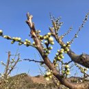 지리산쌍계한의원 이미지