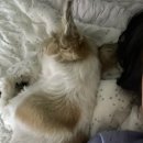 선산곱창in만촌본점