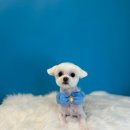 퍼스트멍멍 이미지