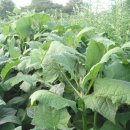 푸른꿈농장 이미지