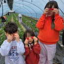 장안농장 | 부산 아이들과 함께하는 딸기체험 - 기장 장안딸기 농장