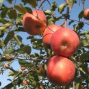 배꼽농원 이미지