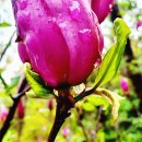 온새미로 이미지