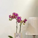아라꽃집 이미지