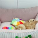 켄넬203 말티푸분양, 미니비숑분양 | 파주 말티푸분양, 켄넬203에서 우연히 발견한 아기 강아지와의 첫 만남