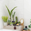 여름식물 인테리어 이미지