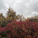 2026년 10월 16일 Hiking - Humber River Trail in Kleinburg 이미지