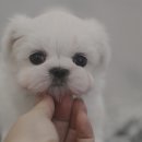 강아지사랑 이미지