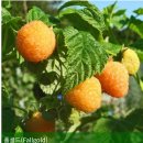 골드 라즈베리-Raspberry 'Fall Gold' 이미지