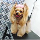 셀럽몽 네이버블로그