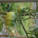 배바우농장 이미지