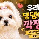 댕댕이집