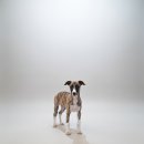 몽냥몽냥 강아지분양 고양이분양 송파점 이미지