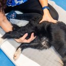 온동물의료센터 이미지