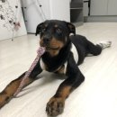 25시 죽곡동물병원 | 대형견 중성화 후기 in 대구 죽곡 25시 동물병원