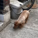 자양한강전통시장 꿀참외, 알바하는 일상