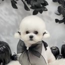 하떼하떼 이미지