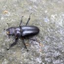 대청사슴 이미지