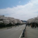석촌 호수 벚꽃 축제 하다 이미지