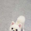 펫살롱 꽃단장 이미지