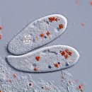 경이신발 이미지