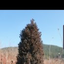 레드스타 이미지