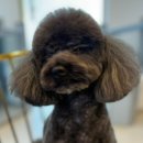 예쁘댕냥 이미지