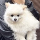 힐더독케어센터