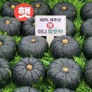 귤스데이