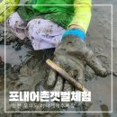 포내어촌체험·휴양마을 | 인천 무의도 하나개해수욕장 포내어촌 갯벌 체험 맛조개 캐기 대성공