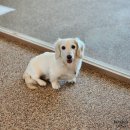 베버리 독스 이미지