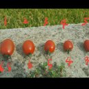 박종우농장 이미지