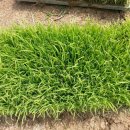 대박기원농장 이미지