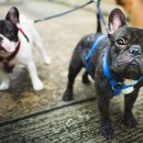 동물병원 산책 이미지