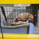 안녕, 상이 친구들! 이미지