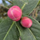 하이베트남(HI VIETNAM) 이미지