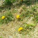 청평옆집언니 이미지