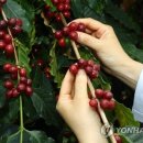 커피밭 이미지