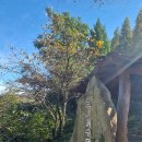 초이지아 이미지